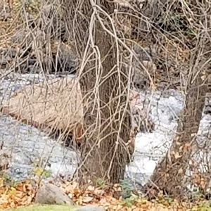 Meet your Posher, Griselda